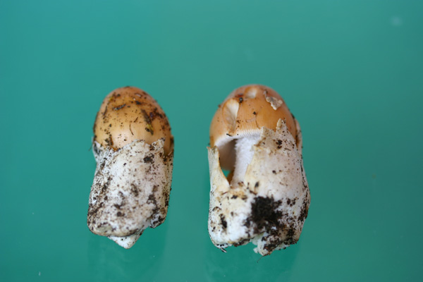 Trovati nella cerreta di Goriano Sicoli AQ 19.6.11